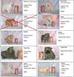 CKCRegisteredPomeranianPuppies